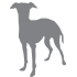 canine